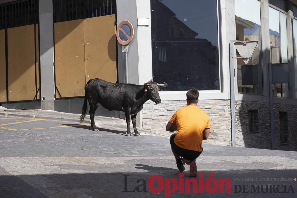 Cuarto encierro en las Fiestas de Moratalla