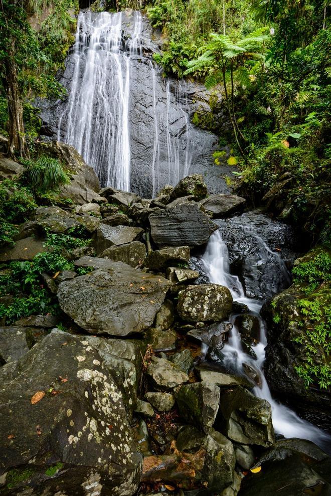 La Coca, Bosque Nacional El Yunque, Puerto Rico