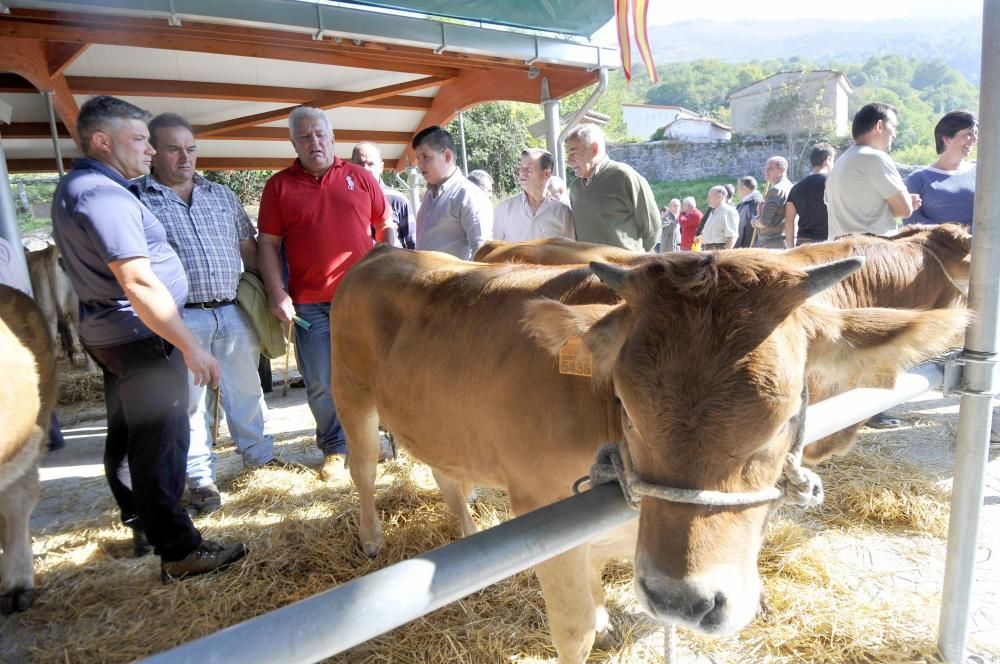 Feria de ganado en Campo de Caso