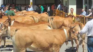 “Voces del campo desde Allande” es el título del debate sobre el mundo rural que se vivirá este viernes en Pola de Allande (consulta aquí el programa completo)