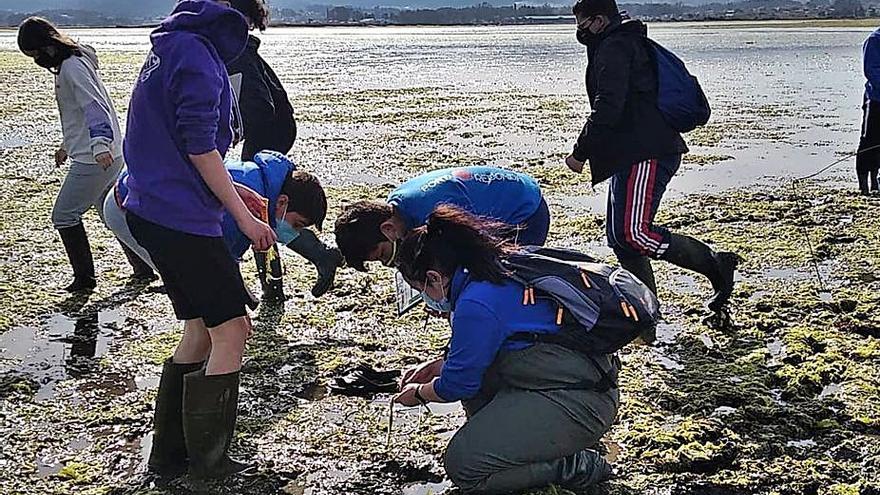 Los alumnos analizan el manto que se encuentra en el complejo intermareal.