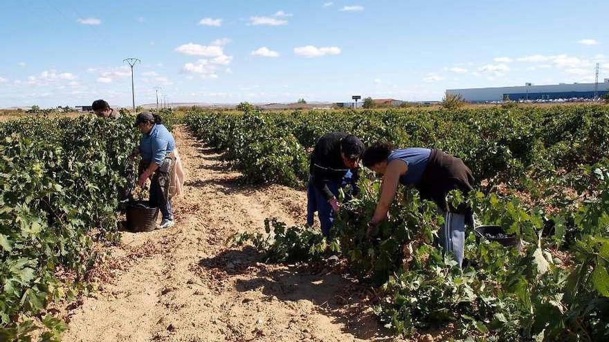 Jornaleros recogen uvas en un viñedo de la zona de Toro.