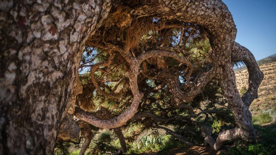 El pino esrengado de  Arico, uno de los árboles singulares de Canarias.  (L)  | ANDRÉS GUTIÉRREZ