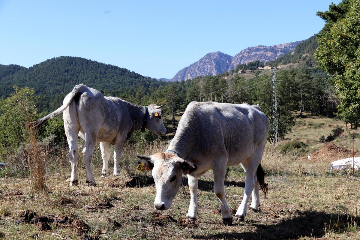 Dues vaques pasturant per uns terrenys de Sant Jaume de Frontanyà propietat de Naturalis