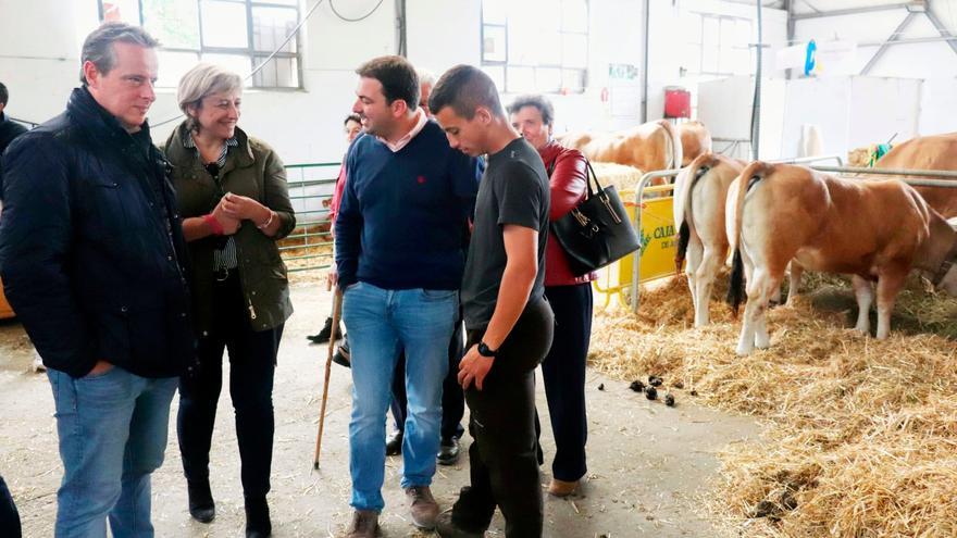 Vuelve la raza Asturiana de los Valles a las naves de La Recta, en la capital salense