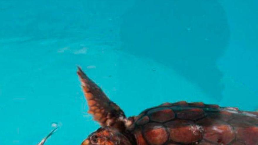 Rostro, la primera tortuga que documenta su viaje de Galicia al Caribe
