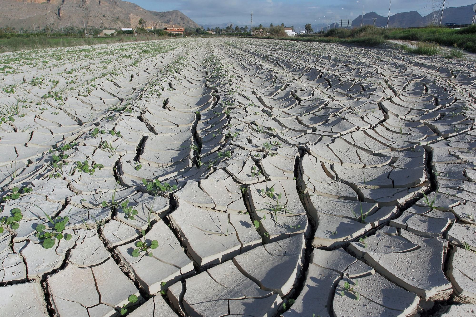 La sequía amenaza al campo con una siniestralidad de cientos de millones