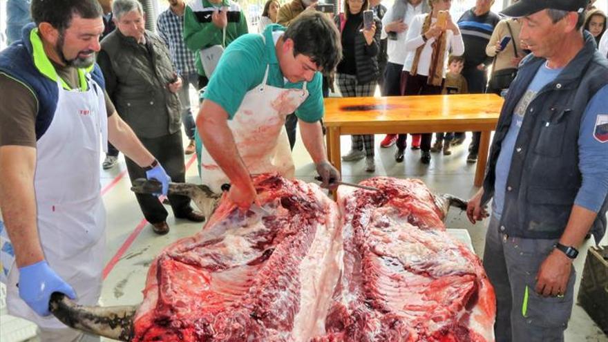 Recuperada la costumbre de celebrar la matanza tradicional del cerdo ibérico