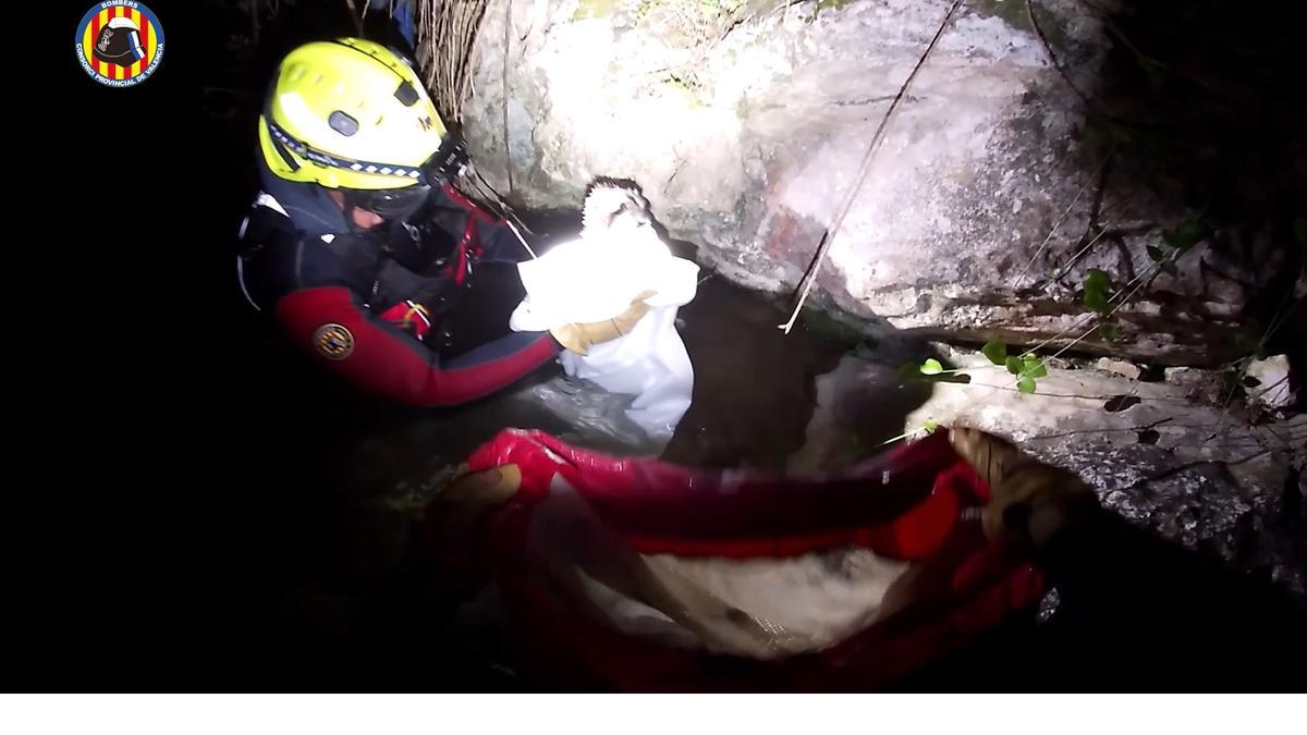 Rescatan a un águila pescadora en el río Albaida a su paso por Xàtiva