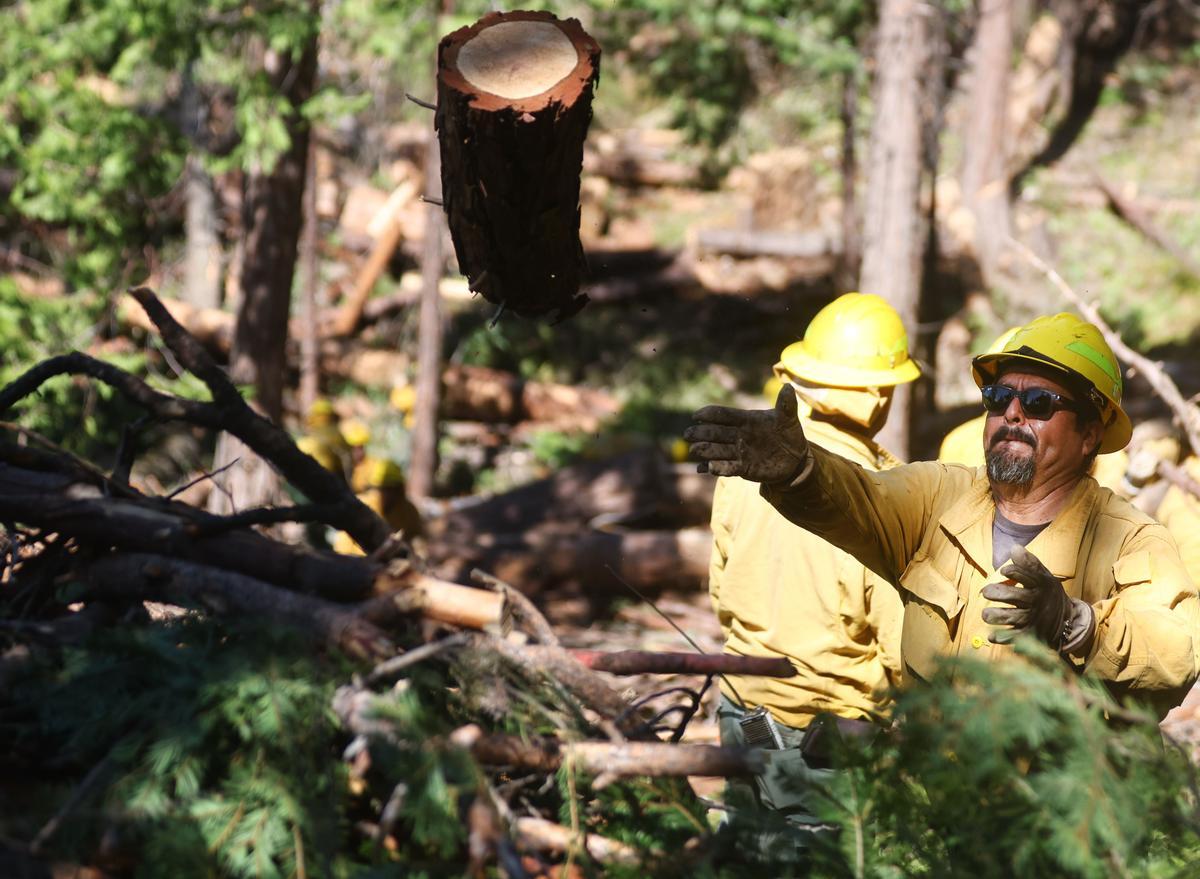 Los bomberos de OC Cobra Crew del Bosque Nacional de Sequoia trabajan para eliminar la vegetación del suelo del bosque en descomposición.