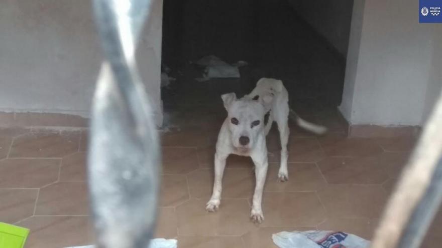 Rescatan a un perro desnutrido en una vivienda abandonada de Sucina