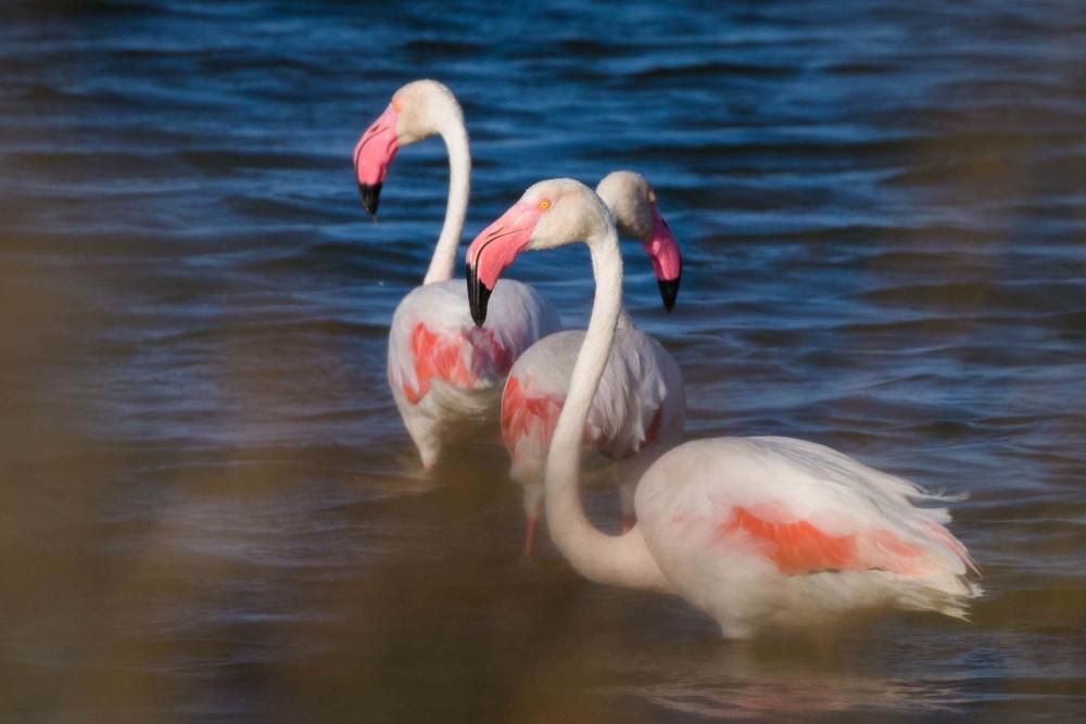 Flamencos en Ibiza