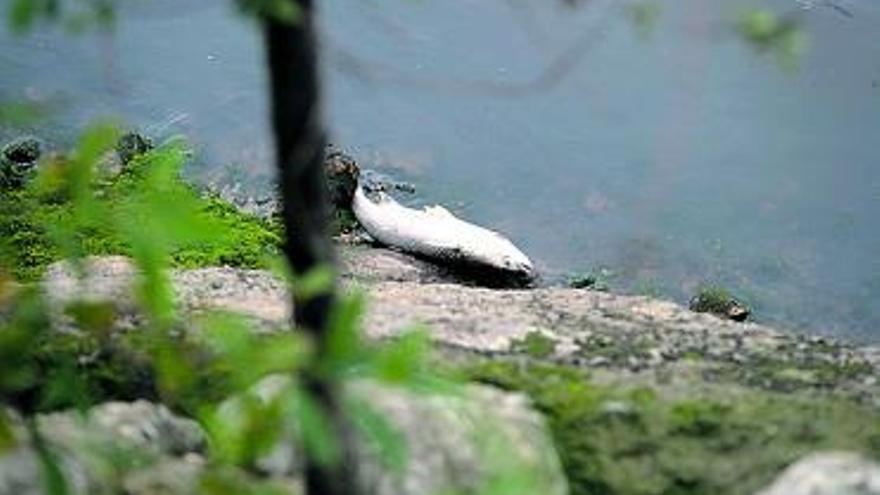 Uno de los peces muertos hallados flotando en la ría ayer por la tarde.