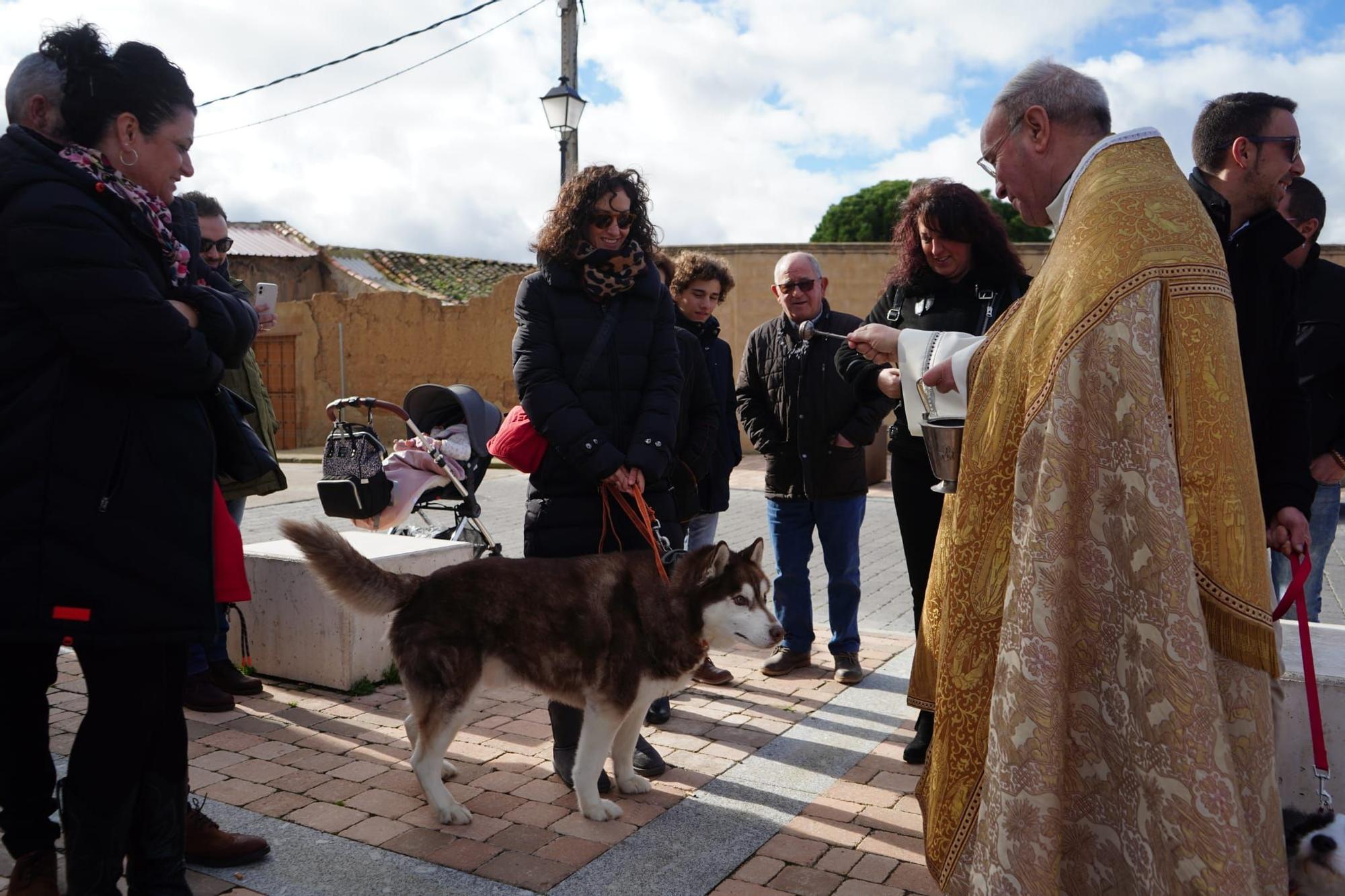 GALERÍA | Así celebran San Antón en Monfarracinos: quintas, animales y bendiciones