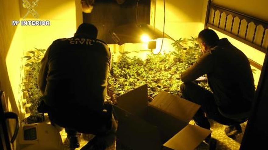 Un caso de violencia de género destapa una plantación de marihuana en Crevillent