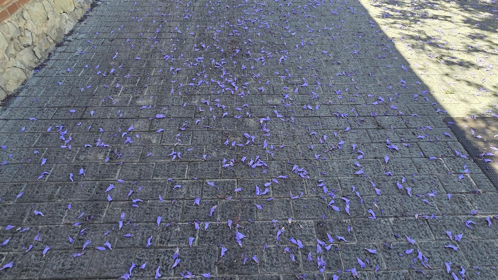 Jacarandas en la ciudad de València