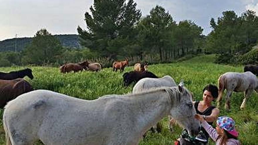 Comença la transhumància de 40 cavalls cap a l&#039;alt Berguedà