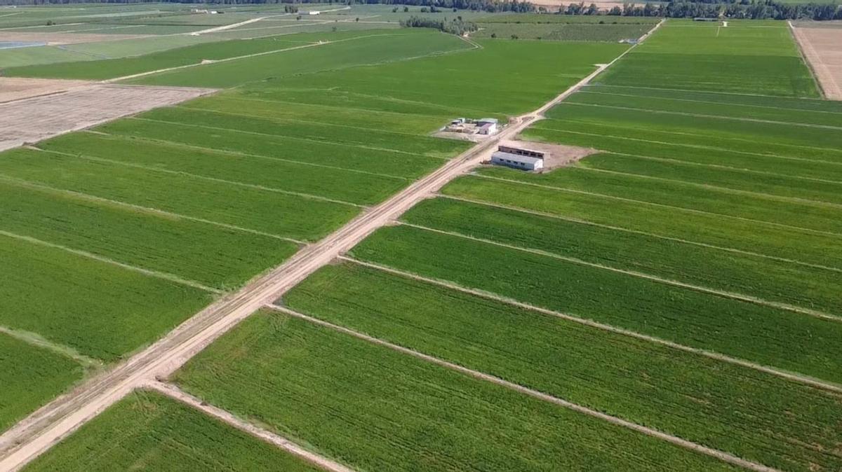 Explotaciones arroceras de la comarca de las Vegas Altas.