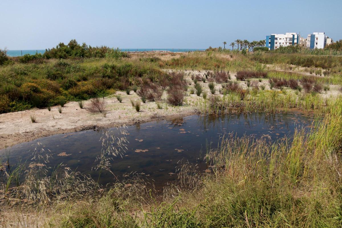 Laguna recuperada en el espacio natural de la Platja Llarga de Vilanova i la Geltrú