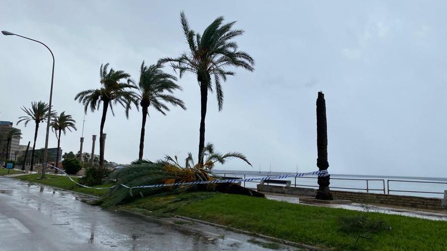 FOTOS │Una intensa tormenta barre Mallorca
