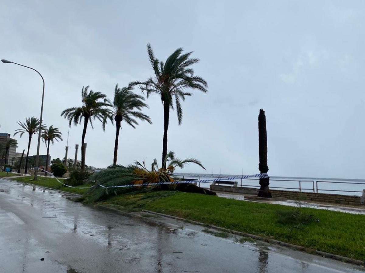FOTOS │Una intensa tormenta barre Mallorca FOTOS │Una intensa tormenta barre Mallorca