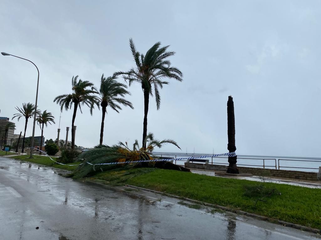 FOTOS │Una intensa tormenta barre Mallorca