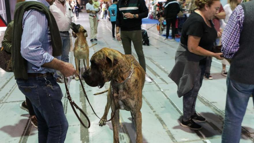 Ambiente animado en el cierre del certamen de mascotas