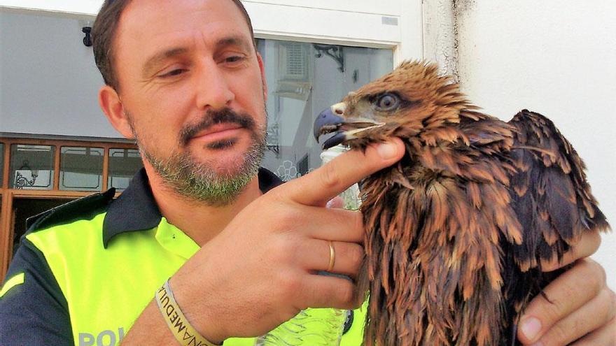 Un milano negro es rescatado en Monesterio