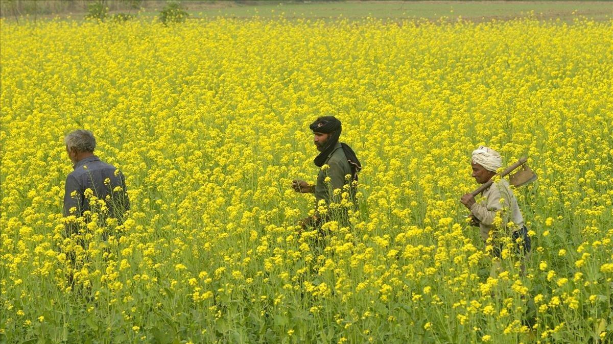 Campesinos paquistanís en campos de mostaza en las afueras de Lahore.