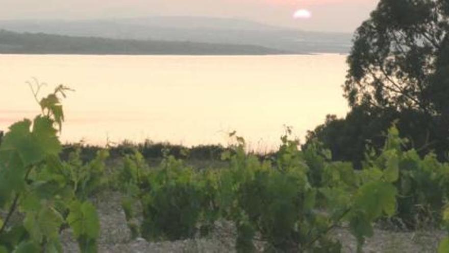 Piden que las viñas de La Mata sean patrimonio de la Unesco