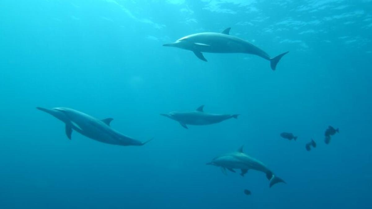 Los delfines se aprenden los ‘nombres’ de sus amigos para formar grupos de cooperación