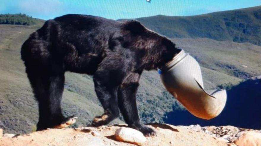 El oso, con el bidón en la cabeza. | Fundación Oso Pardo