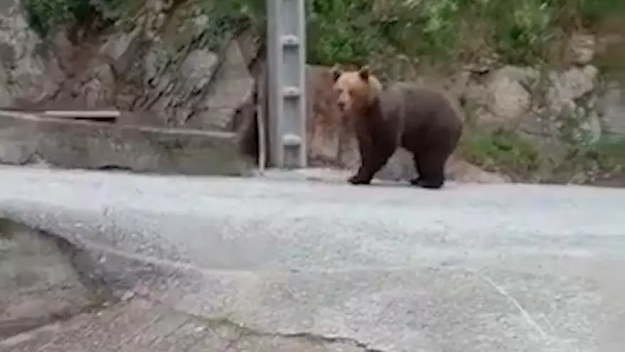 "Tuvimos que darle una voz": se encuentran con un gran oso frente a su casa en Cangas del Narcea y esto es lo que pasó
