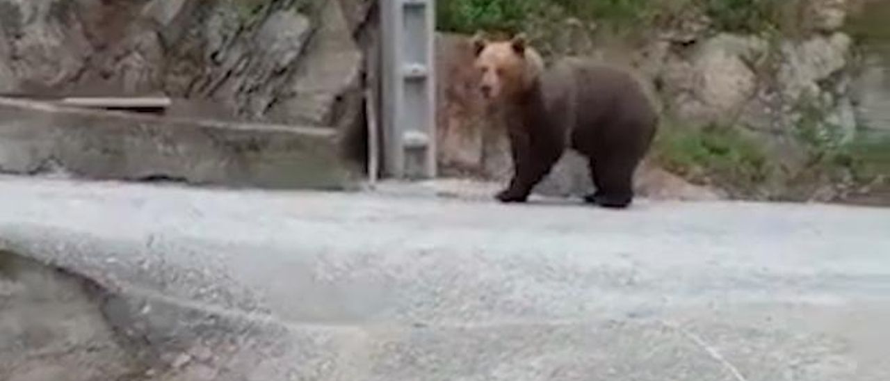 Encuentro con un oso de vecinos de La Reguera del Cabo, en el valle de Cibea, en Cangas del Narcea