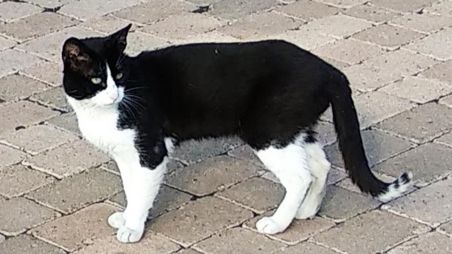 Santa Cruz esterilizará a los gatos asilvestrados de Anaga.