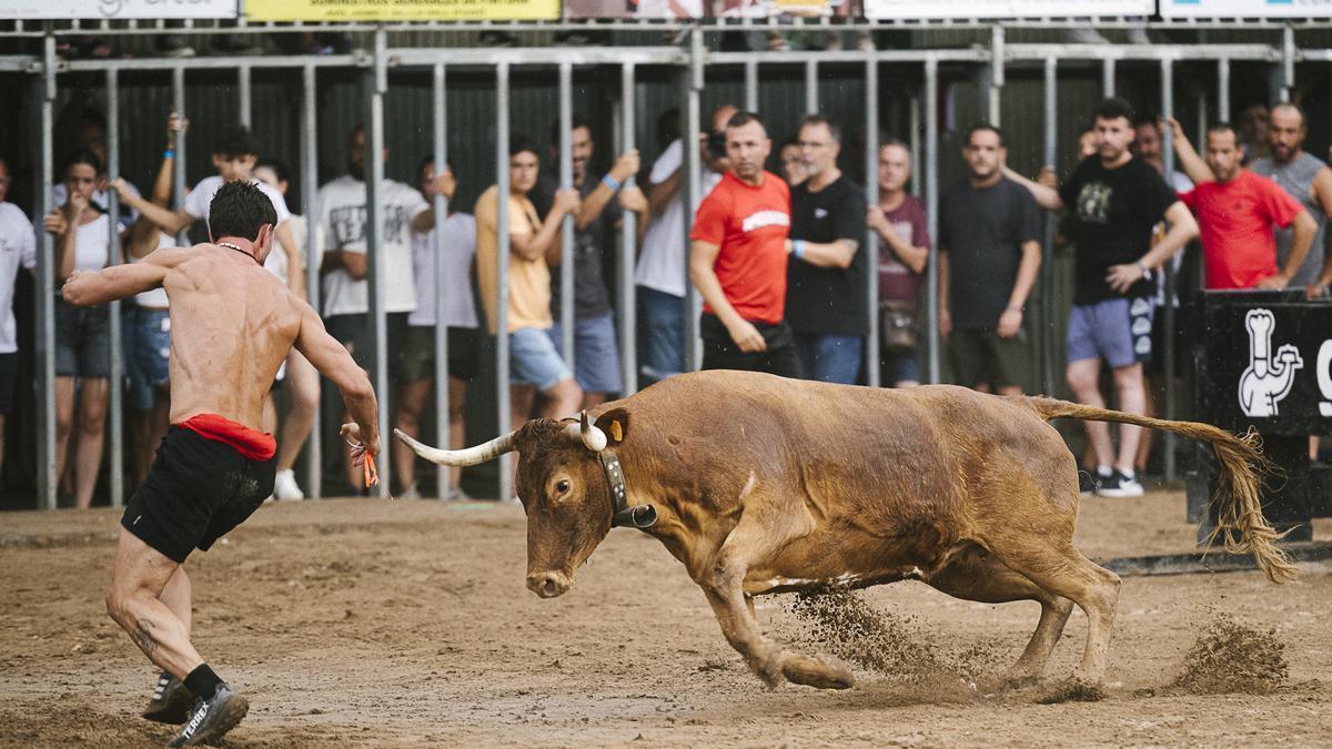 Imágenes de la participación de Eulogio Mateo en el concurso de ganaderías de la Vall d'Uixo´