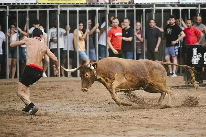Imágenes de la participación de Eulogio Mateo en el concurso de ganaderías de la Vall d'Uixo´