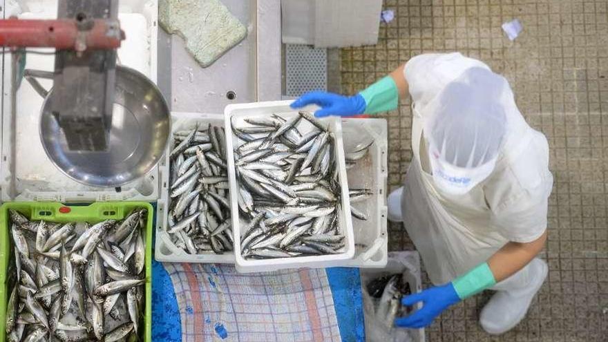 Cajas de sardina fresca en un puesto de la plaza de abastos de Cambados. // Noé Parga