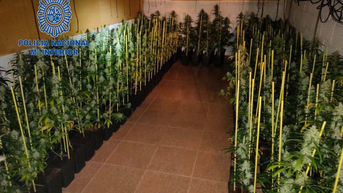 Detenido un hombre que cultivaba 850 plantas de marihuana en Don Benito