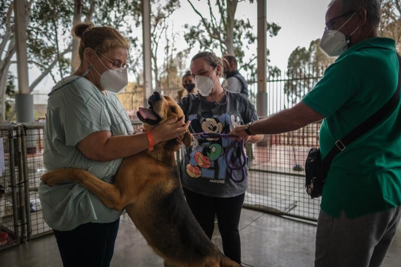 Volcán en Canarias: recogida de animales afectados por la erupción