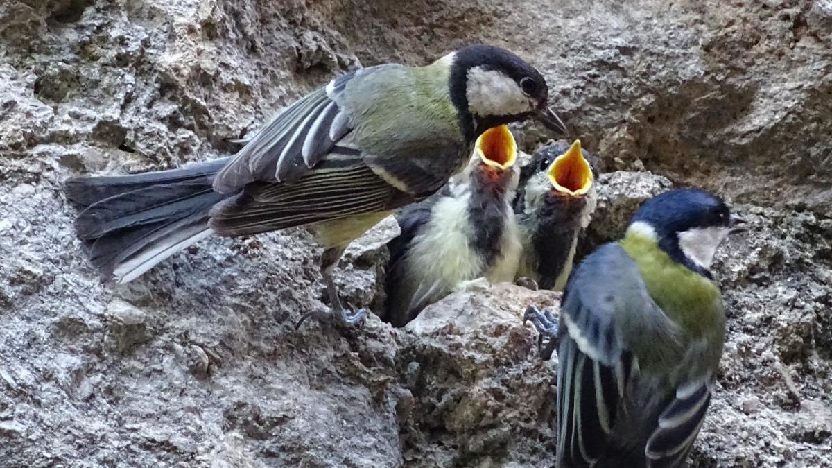 Una parella de mallerengues alimentant els pollets.