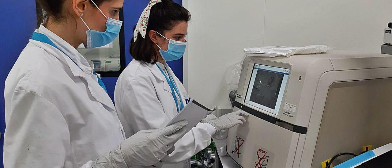 Ángela y Neus realizan un análisis de imagen de una electroforesis en gel de acrilamida para la detección de proteínas en Viralgen.