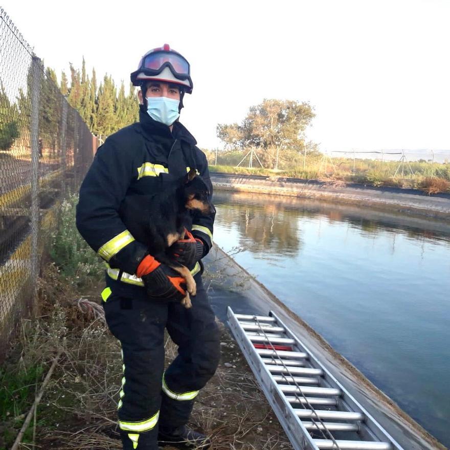 Uno de los bomberos que participó en el rescate de un perro en una balsa de riego de Burriana.