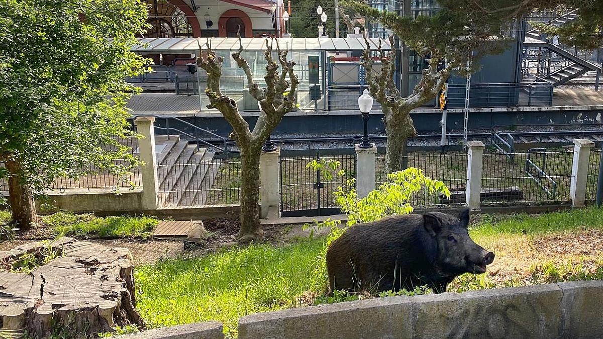 Archivo / Un jabalí deambula cerca de una de las estaciones de Ferrocarrils de Catalunya en Collserola (Barcelona).