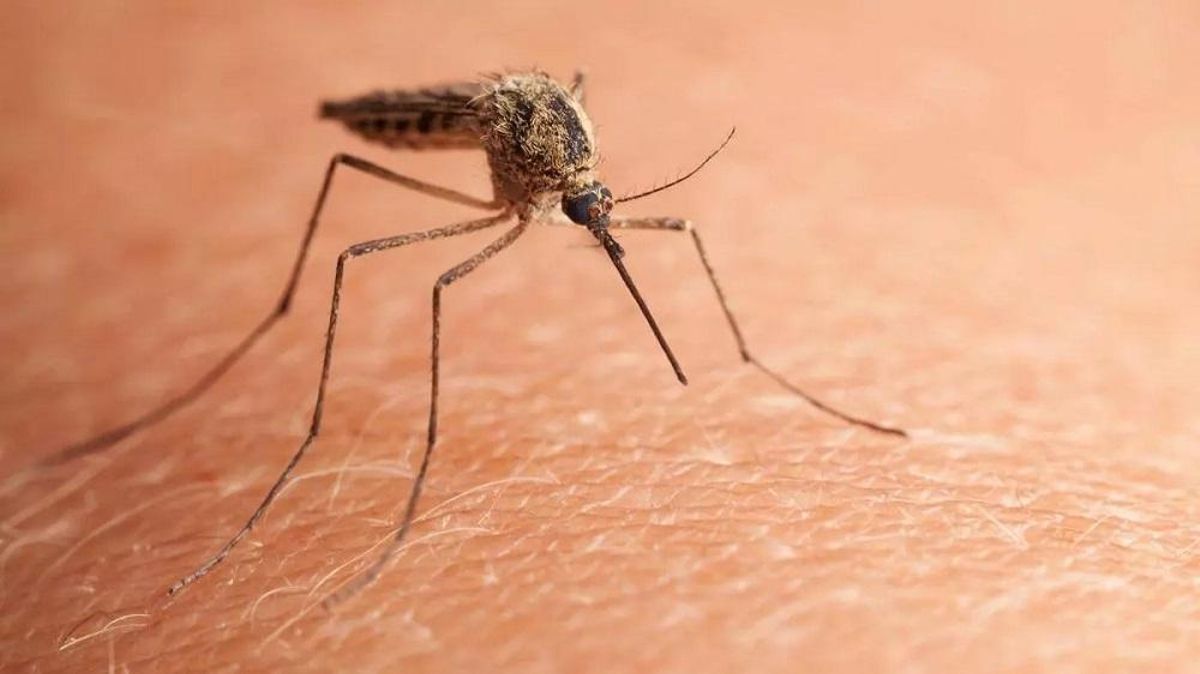 Ejemplar de mosquito común.