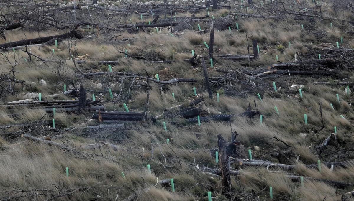 Así renacerá el Alto Mijares tras el gran incendio: más de 8.000 árboles para crear un bosque resistente al fuego Así renacerá el Alto Mijares tras el gran incendio: más de 8.000 árboles para crear un bosque resistente al fuego