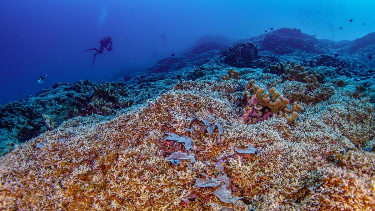 Una expedición científica descubre el coral más grande del mundo en las Islas Salomón
