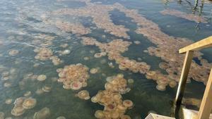 Aluvión de medusas en la playa de Los Urrutias