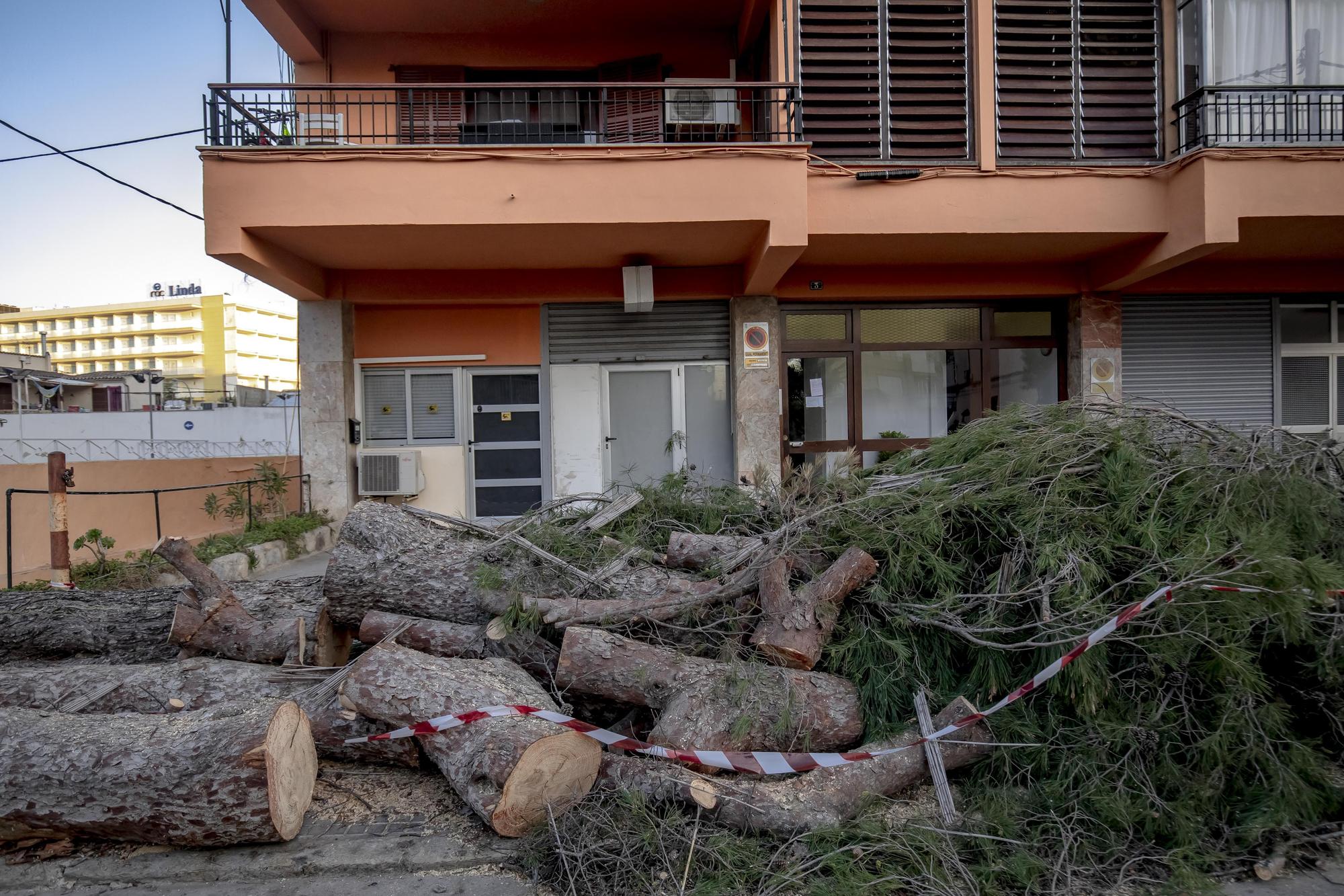 Los vecinos lamentan el "exterminio masivo" de árboles en la calle Pins de Can Pastilla