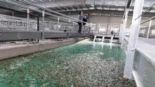 La primera piscifactoría de lecholas terrestre del mundo empieza a funcionar en Alicante